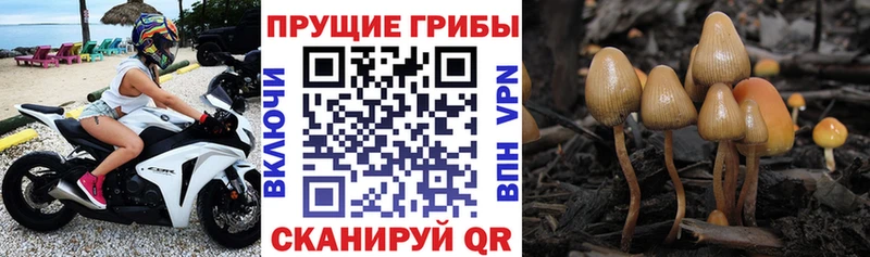 Галлюциногенные грибы мухоморы  даркнет сайт  дарк нет телеграм  Купино 
